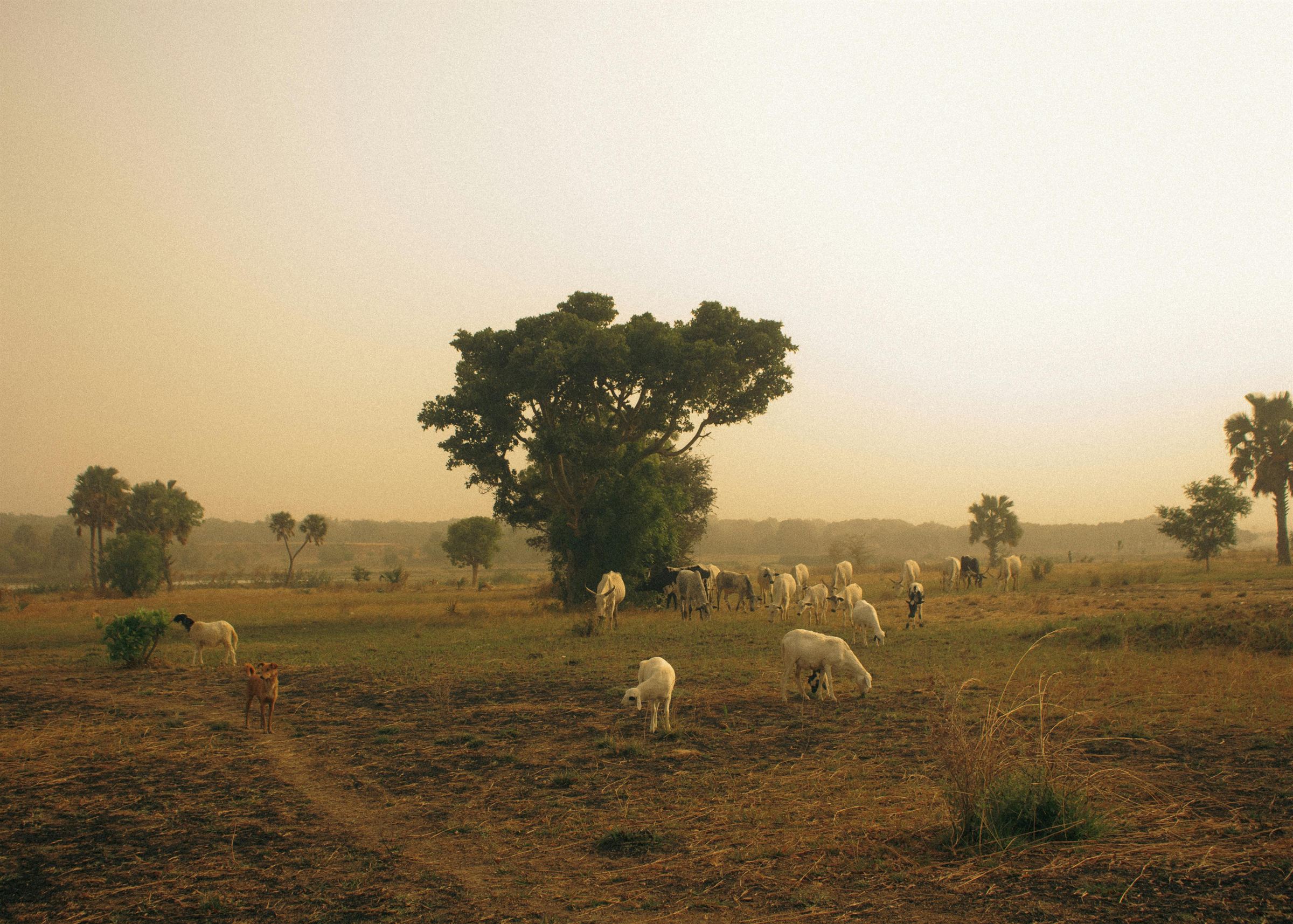Cattle and a herder moving through warm dust at dusk in the Sahel
