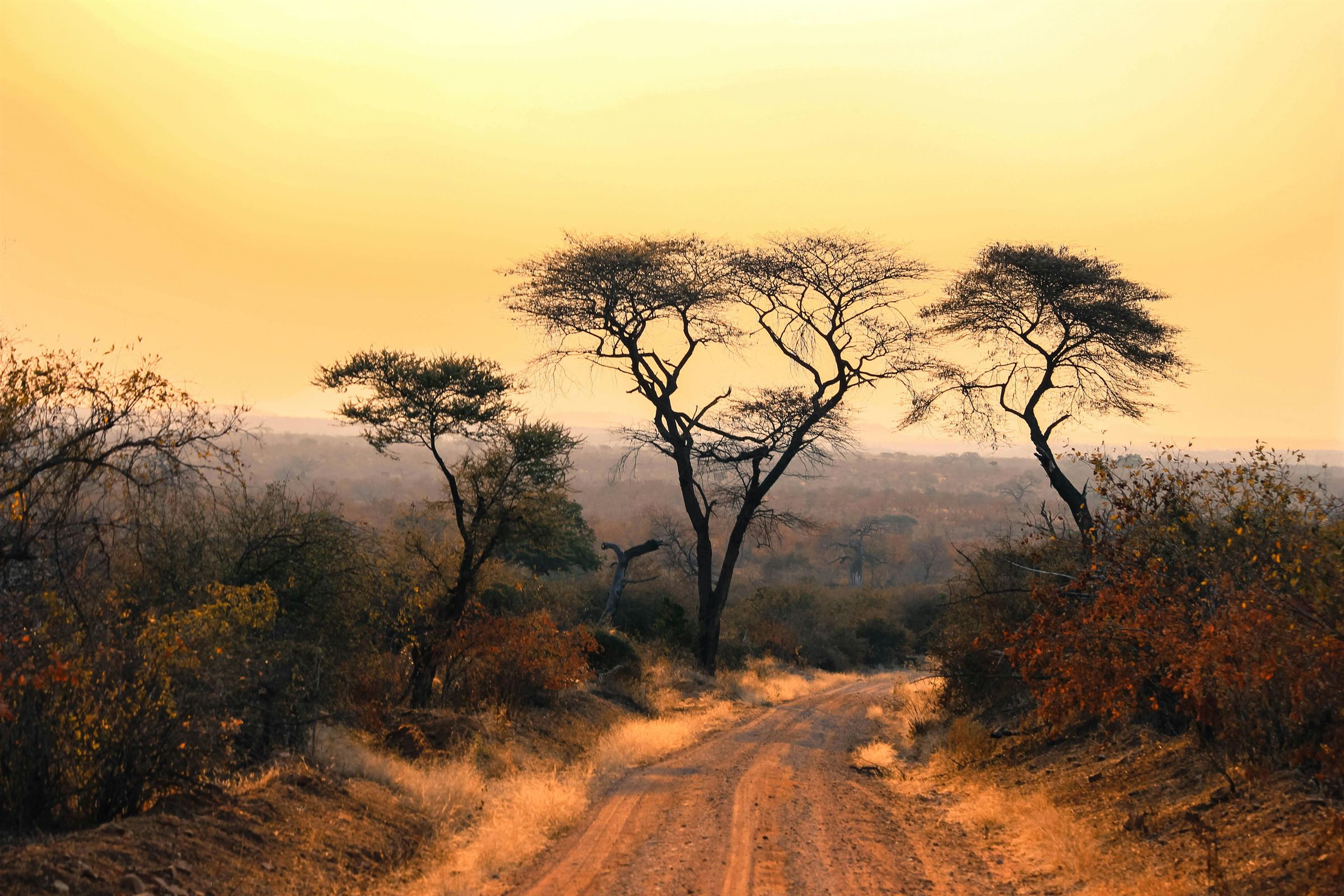 Acacia trees along a quiet track at golden dawn